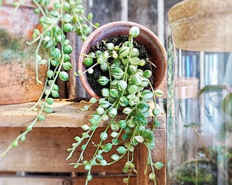 String of Perles Variegated, Senecio rowleyanus variegated, collier perles variegated