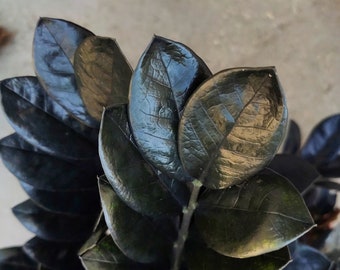 ZAMIOCULCAS ZAMIIFOLIA RAVEN - Beautiful cutting rooted between 20-30 cm - Plant cutting black leaves