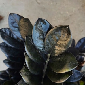 ZAMIOCULCAS ZAMIIFOLIA RAVEN - Beautiful cutting rooted between 20-30 cm - Plant cutting black leaves