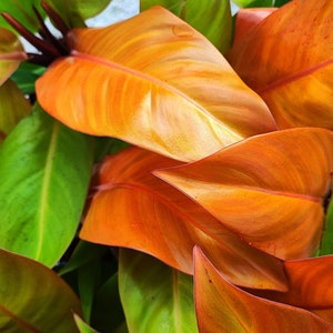 Philodendron ORANGE SUN