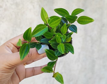 Peperomia STRIPES boutures enracinées en terre- nouvel variété- plante d'intérieur grimpante