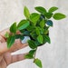 see more listings in the *Peperomia section