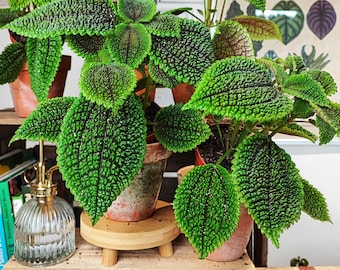 Pilea Involucrata Moon Valley (S), bouture de la maison feuillage très ornamentle, Plante facile à garder, feuilles vertes et noires