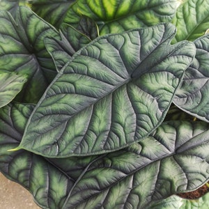 Rare Alocasia Dragon Scale Cutting between 4-6 leaves, Alocasia Magnificent Thick Leaves, Nervous plant cutting