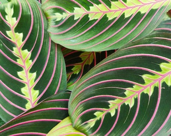 Maranta leuconeura fascinator- Très belle bouture enracinée dans la terre de Maranta priant plante