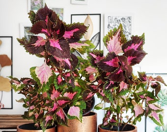 Coleus Pink Blushing Bride, pied bien enracinée en terre 35cm