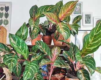 Aglaonema DREAM CATCHER