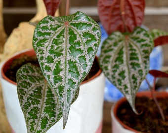 PIPER Crocatum (4/5 feuilles)