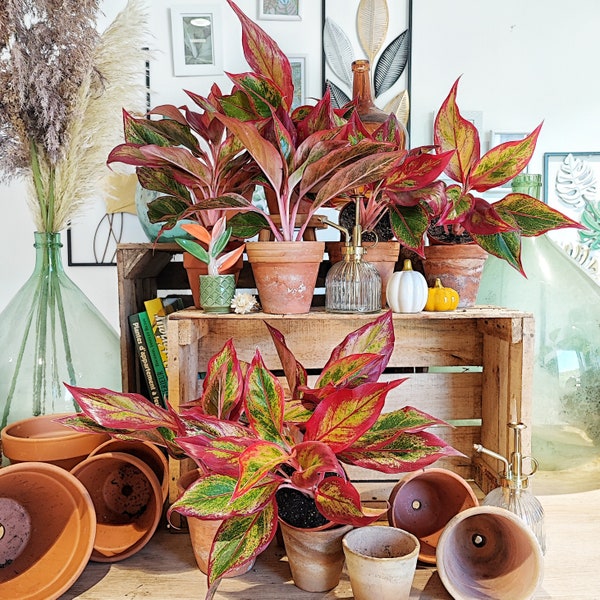 Aglaonema Crete flame, bouture colorée en tons de rose et rouge