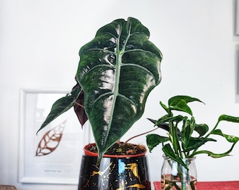 Alocasia Chantrieri