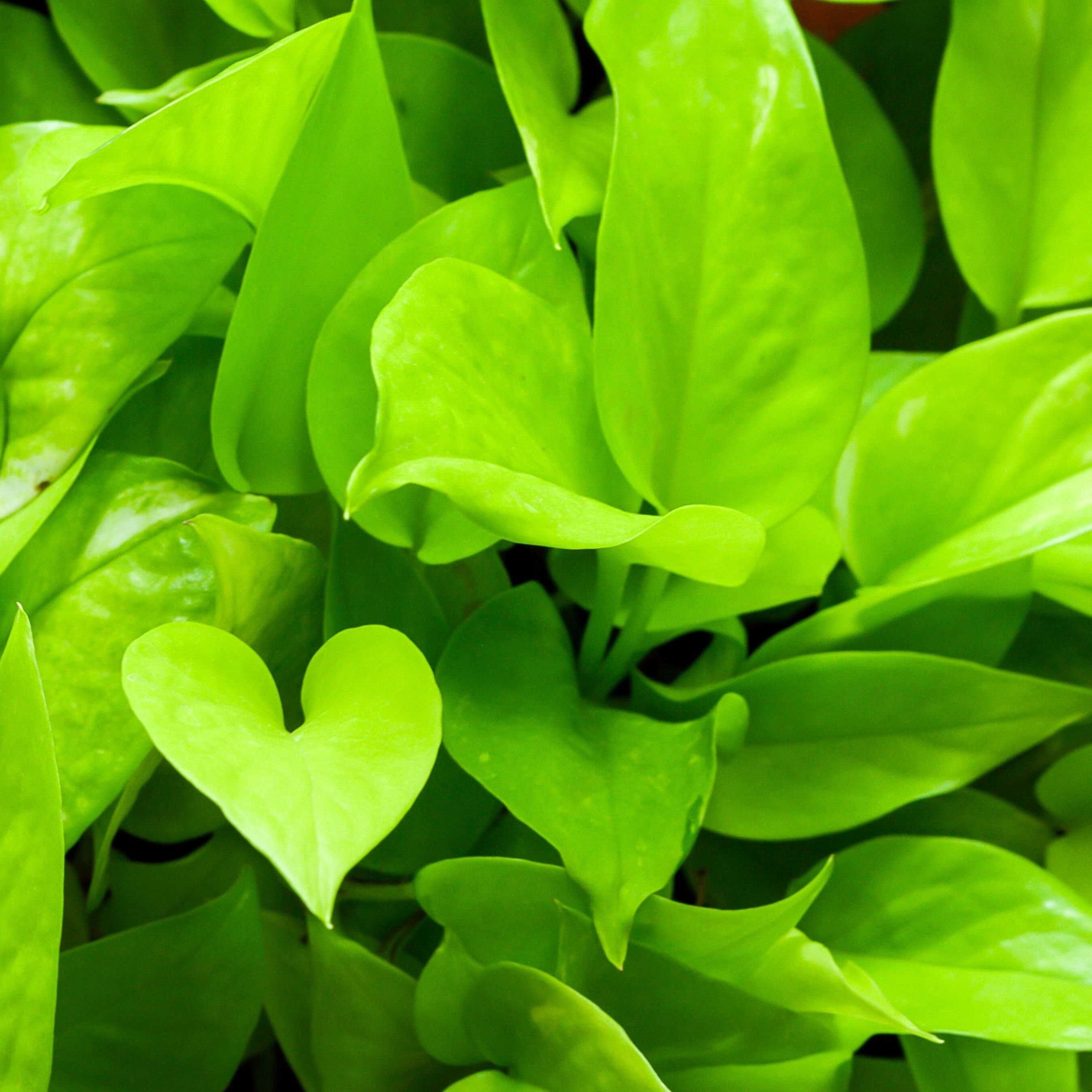 Néon Pothos | Scindapsus Neon Pothos - 2 Boutures Enracinées