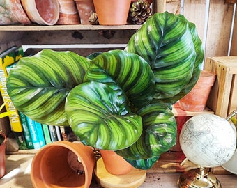 Calathea FASCIATA, rare plante verte d'intérieur avec les feuilles grandes