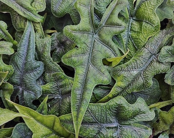 Alocasia TANDURUSA cutting of 4 leaves - Extreme rare Alocasia jacklyn cutting, rare houseplant