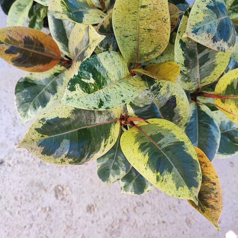 FICUS SHIVEREANA MOONSHINE With Pink Leaves - Rare and Extremely ...