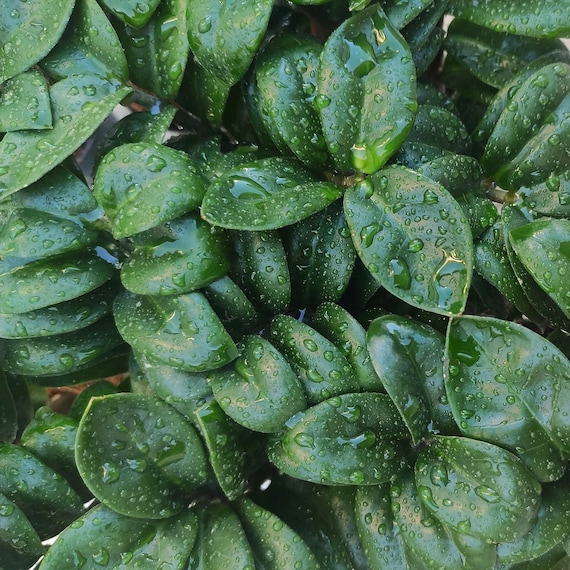 Bouture de Calathea Dottie (pas un calathea rosey) plante d'intérieur –  monjungle