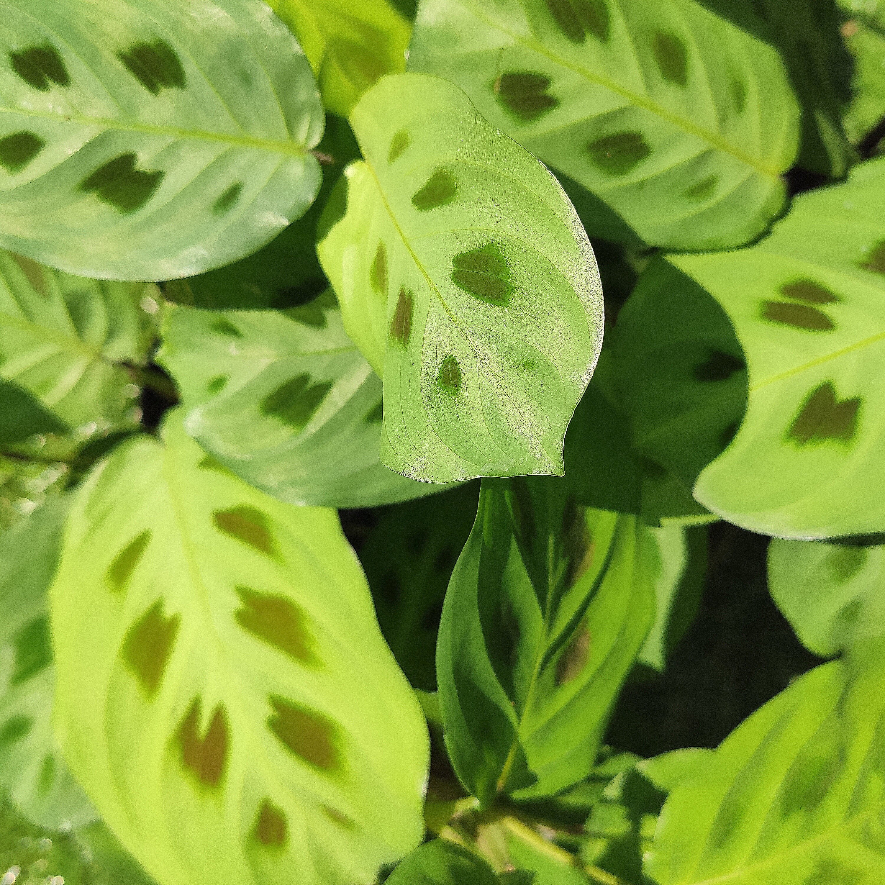 Maranta Leuconeura Kerchoviana - Belle Bouture de 6-8 Feuilles- Plante Dormeuse Kerchoviana'