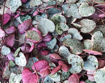 Ceropegia woodii PINK, trois boutures enracinées en terre