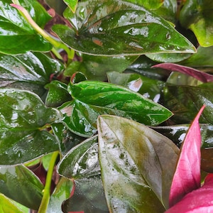 Rare: Syngonium Erythrophyllum "Llano Carti RD"