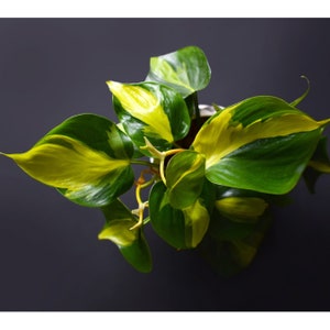 Philodendron scandens brazil - 6"<monjunglegt;