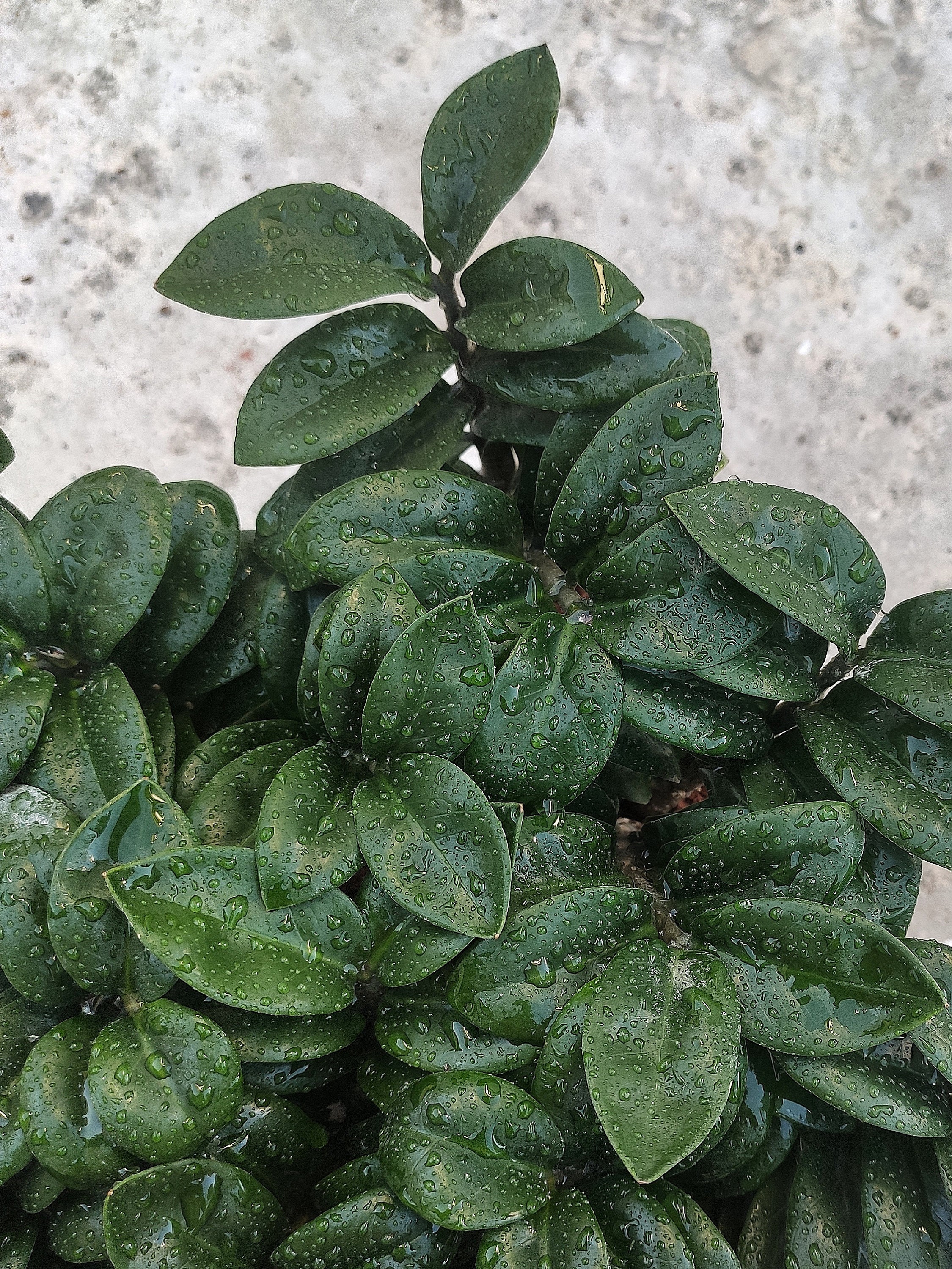 Bouture de Calathea Dottie (pas un calathea rosey) plante d'intérieur –  monjungle