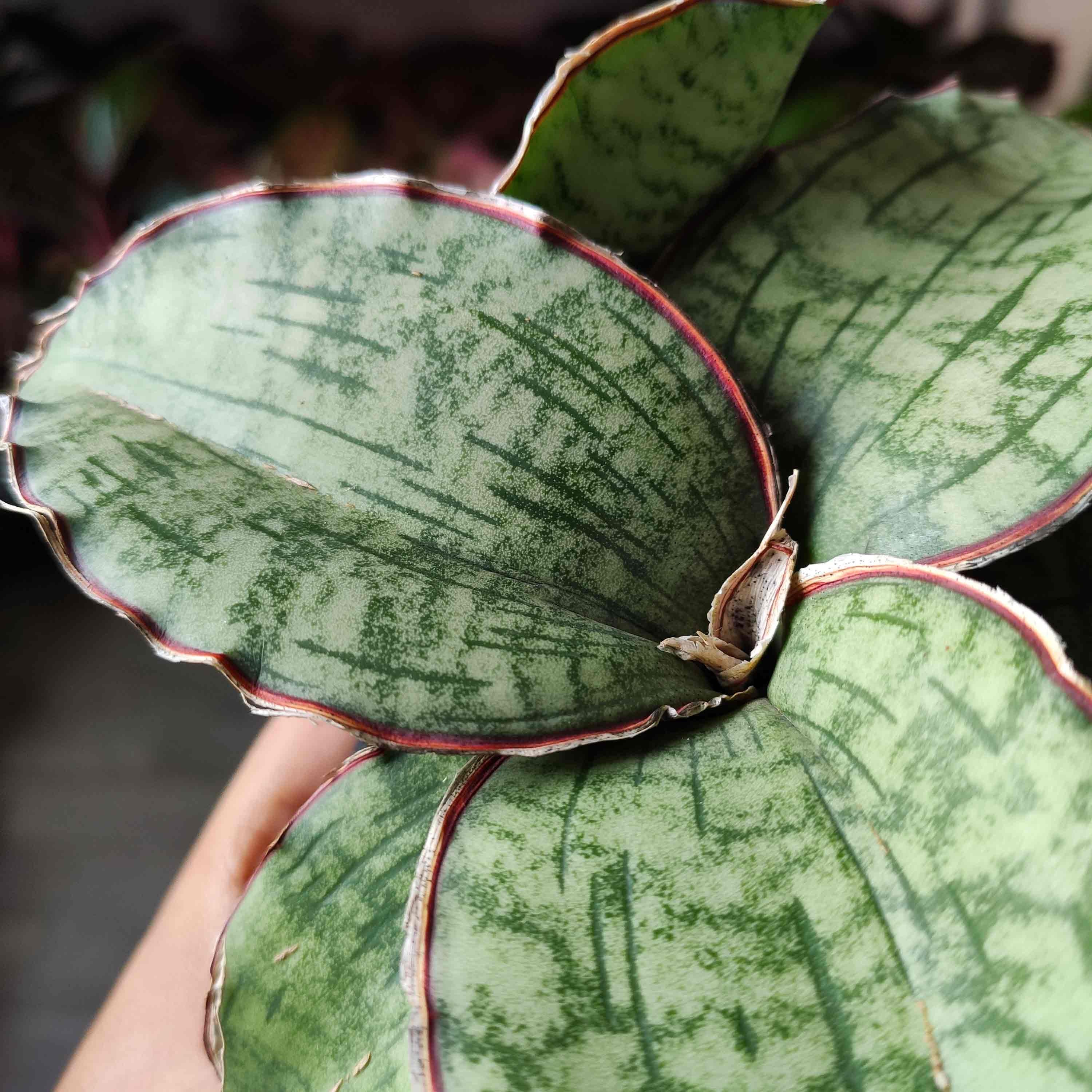 Rare Sansevieria star Green Granite' - Plante d'intérieur de Sansevieria - Rare d'intérieur