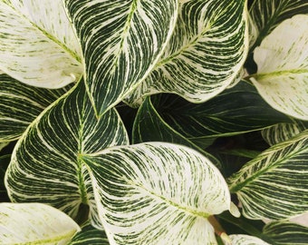 Philodendron Birkin WHITE WAVE - Très belle plante d'intérieur avec les feuilles panachées vertes et blanches, Plante nerveuse