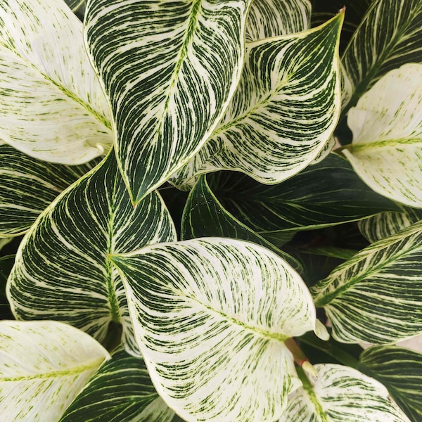 Philodendron Birkin WHITE WAVE - Très belle plante d'intérieur avec les feuilles panachées vertes et blanches, Plante nerveuse