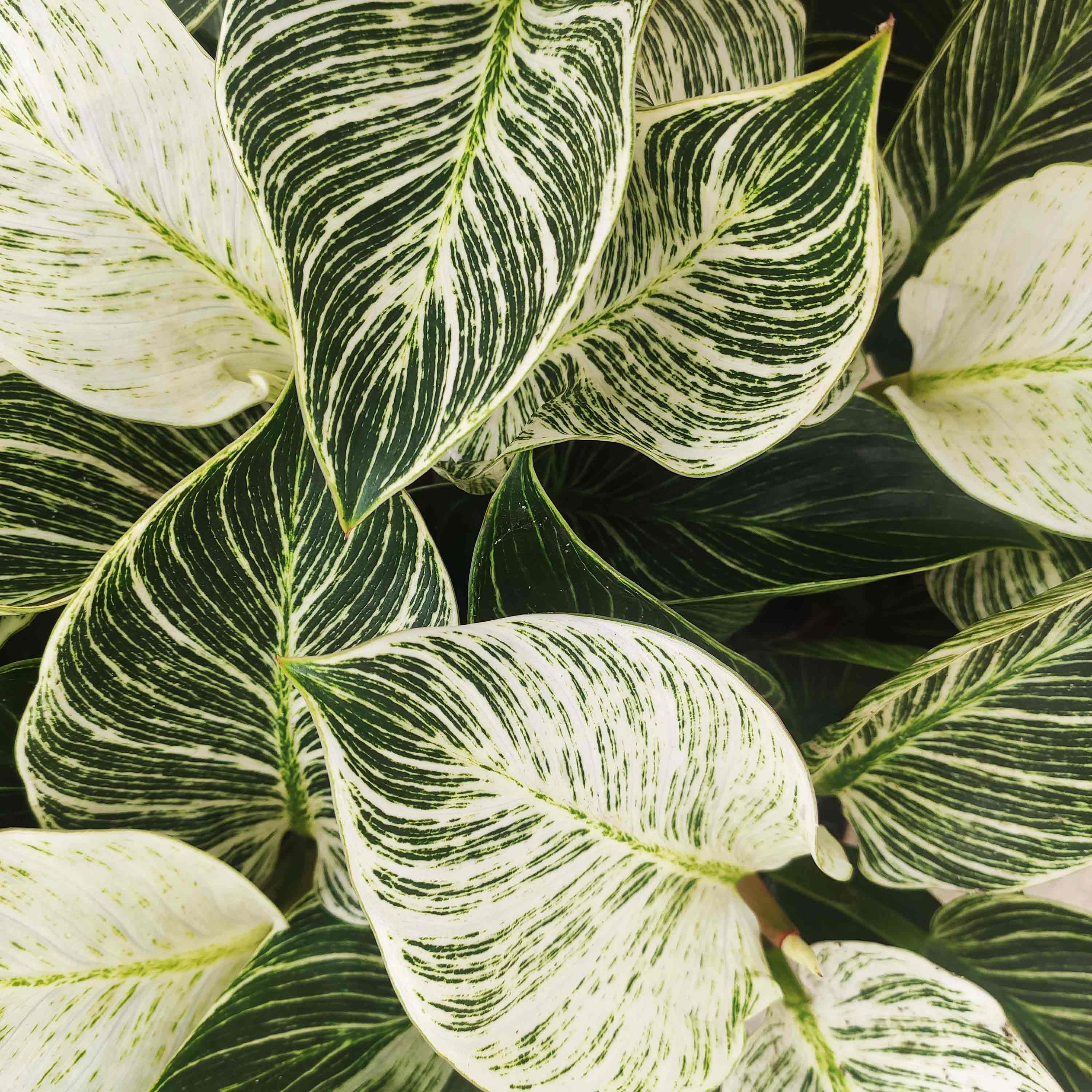 ボ*ウ様 アイヌマキリ。ひげベラセット Philodendron Birkin WHITE WAVE - Bardzo piękna roślina