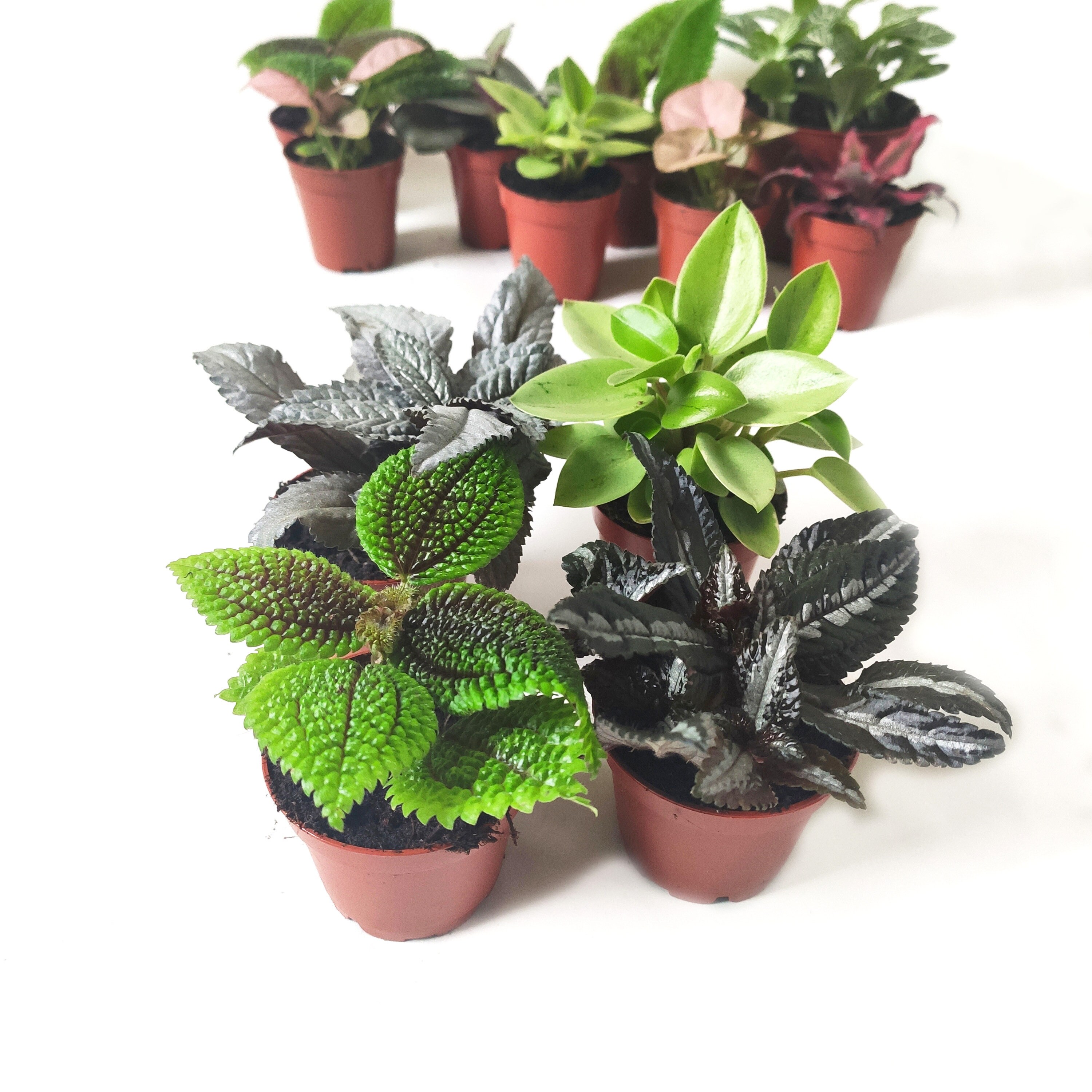 Pilea mix Set 4 Plants Exotic terrarium plants Easy Plants | Etsy