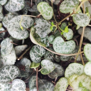 Ceropegia woodii cuttings rooted in soil: Ceropegia chain of hearts - climbing plant