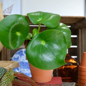 Peperomia Raindrop M image 4