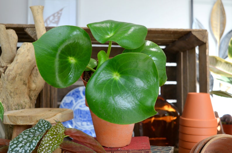 Peperomia Raindrop M image 4