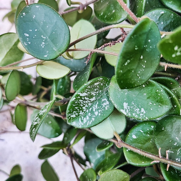 Hoya Mathilde boutures enracinées en terre - Rare bouture de plante fleuri maison - plante d'intérieur hoya