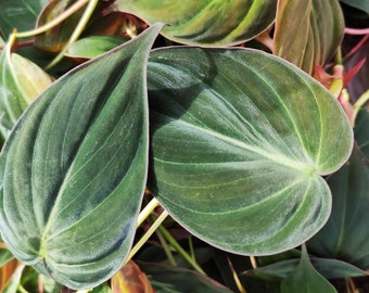 Philodendrons/ Monstera