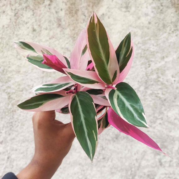 Calathea Triostar cortando unas 3-5 hojas, planta de interior fácil, Planta  blanca para el hogar - Etsy México