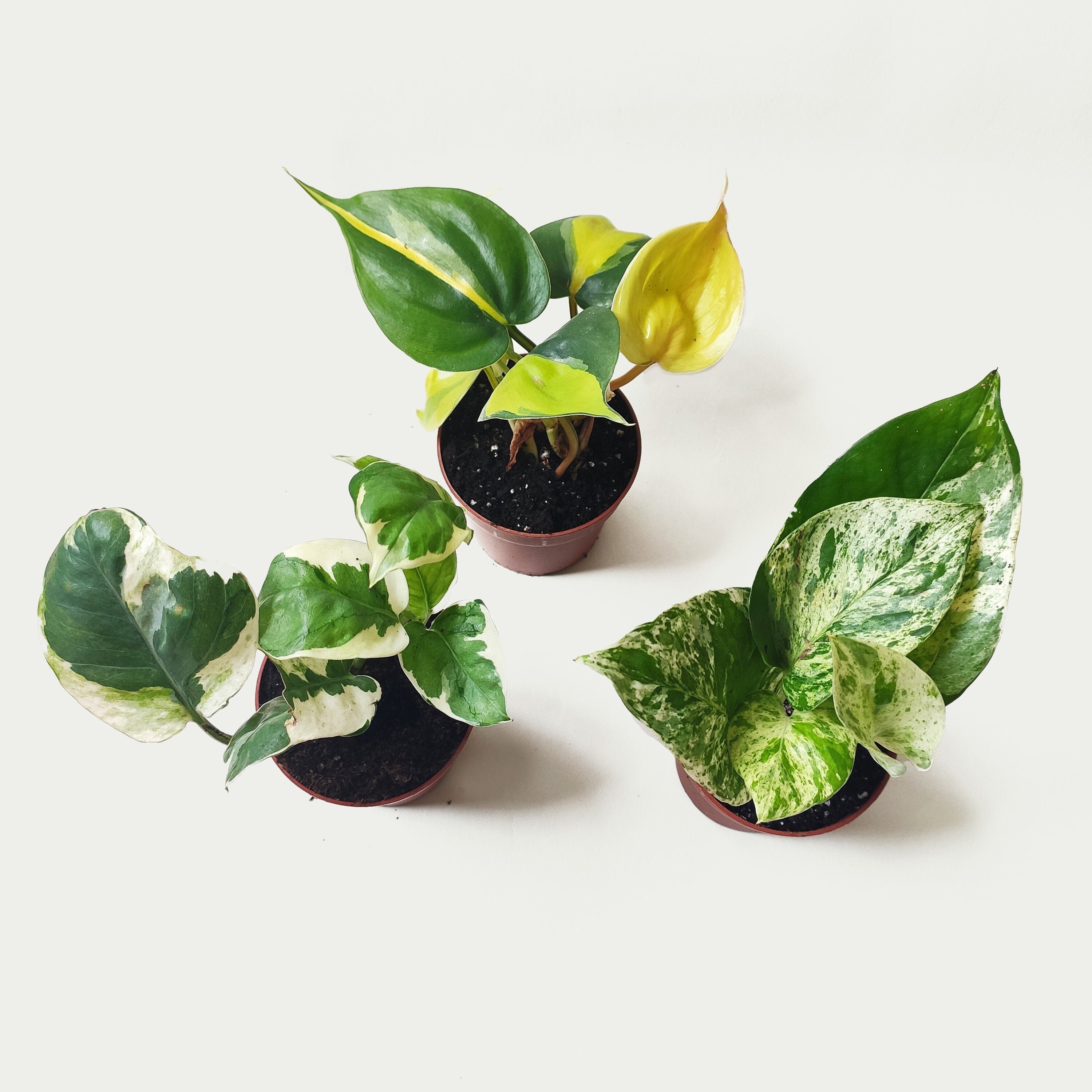 Pothos Scindapsus | Lot de 3 | Pothos Marble Queen Brazil N-Joy