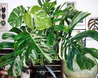 Monstera Deliciosa Variegata