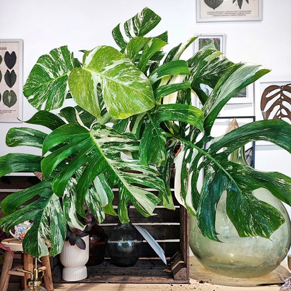 Monstera Deliciosa Variegata