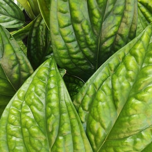 Monstera Karstenianum cuttings between 2-4 leaves - Epipremnum Pinnatum Marble Planet cutting