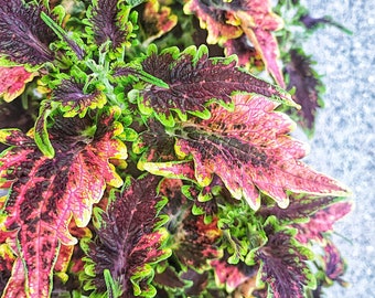 Coleus SUPERFINE RAINBOW