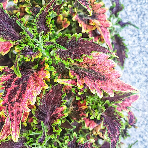 Coleus SUPERFINE RAINBOW