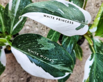 Rare Philodendron WHITE WIZARD white variegated cutting, very beautiful cutting rooted in the earth, rare plant