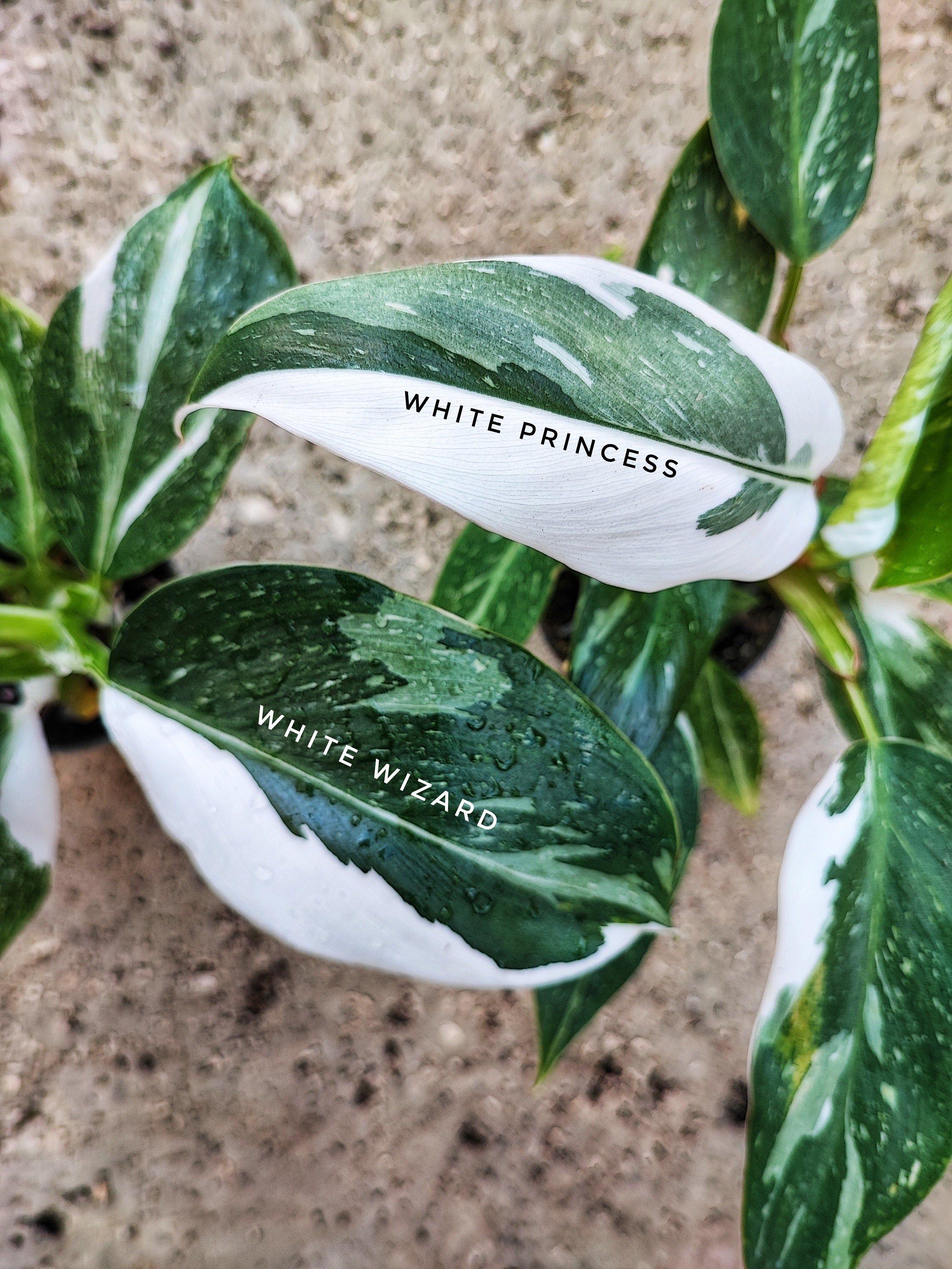 figgy plant Huge Fiddle Leaf Fig main image 0