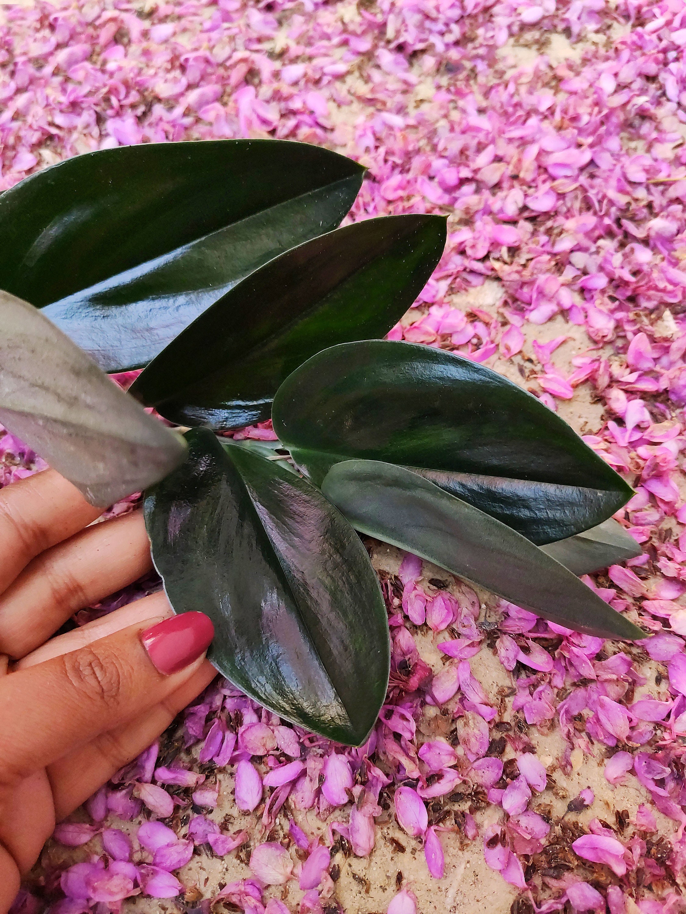 Scindapsus TREUBII DARK FORM - Rare Scindapsus Black 5 Leaves