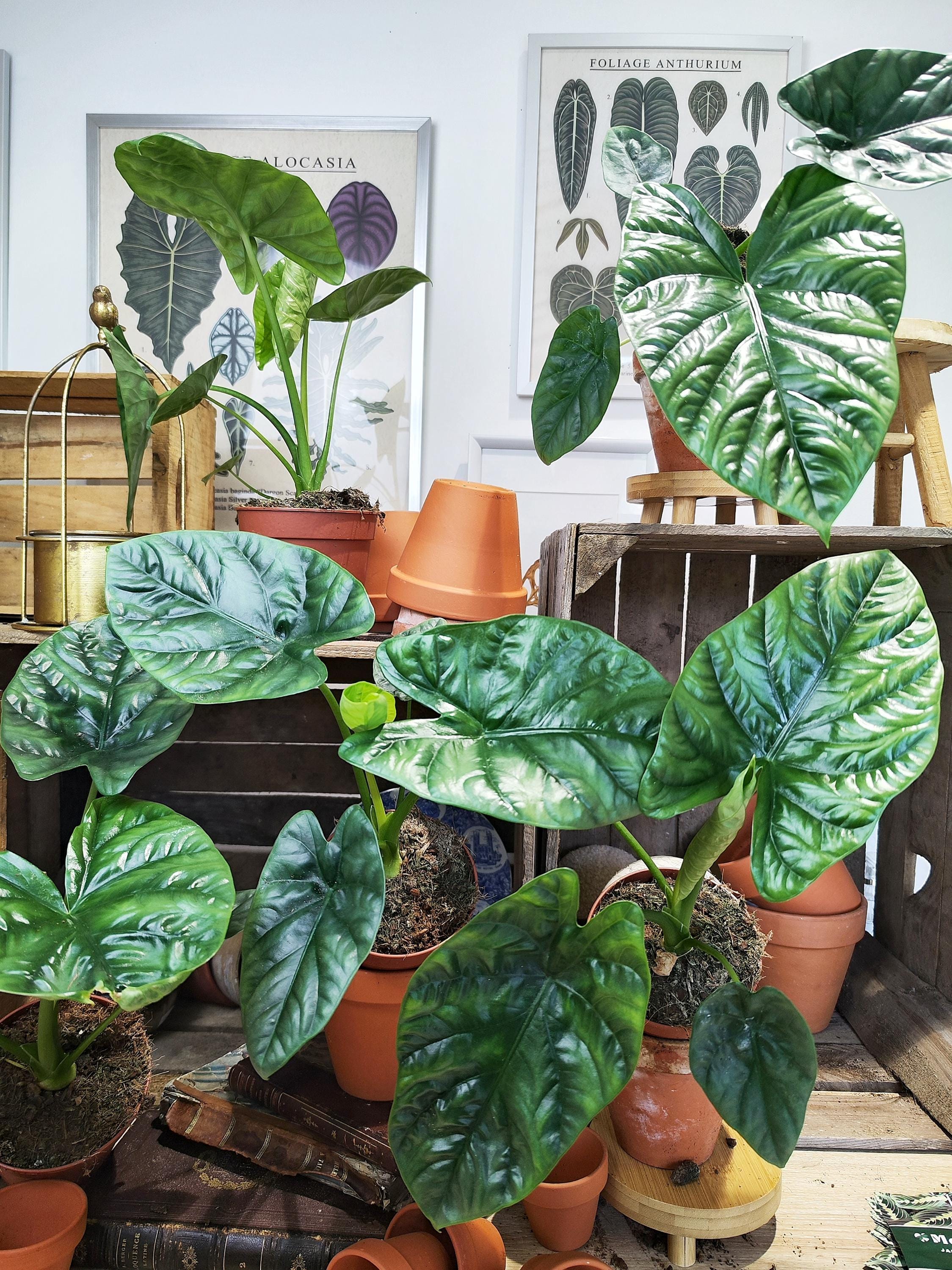 Graines D'Alocasia - Lot De 50 Graines Fraîches Pour Cultiver Des Plantes D'intérieur Tropicales - 11