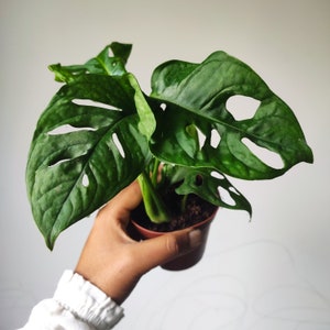Monstera Adansonii