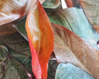 Philodendron DARK LORD, 2 Blätter schneiden