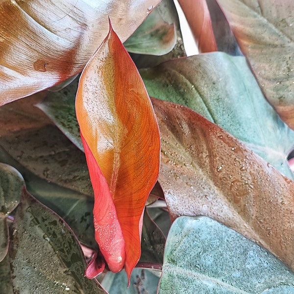 Philodendron DARK LORD, 2 Blätter schneiden