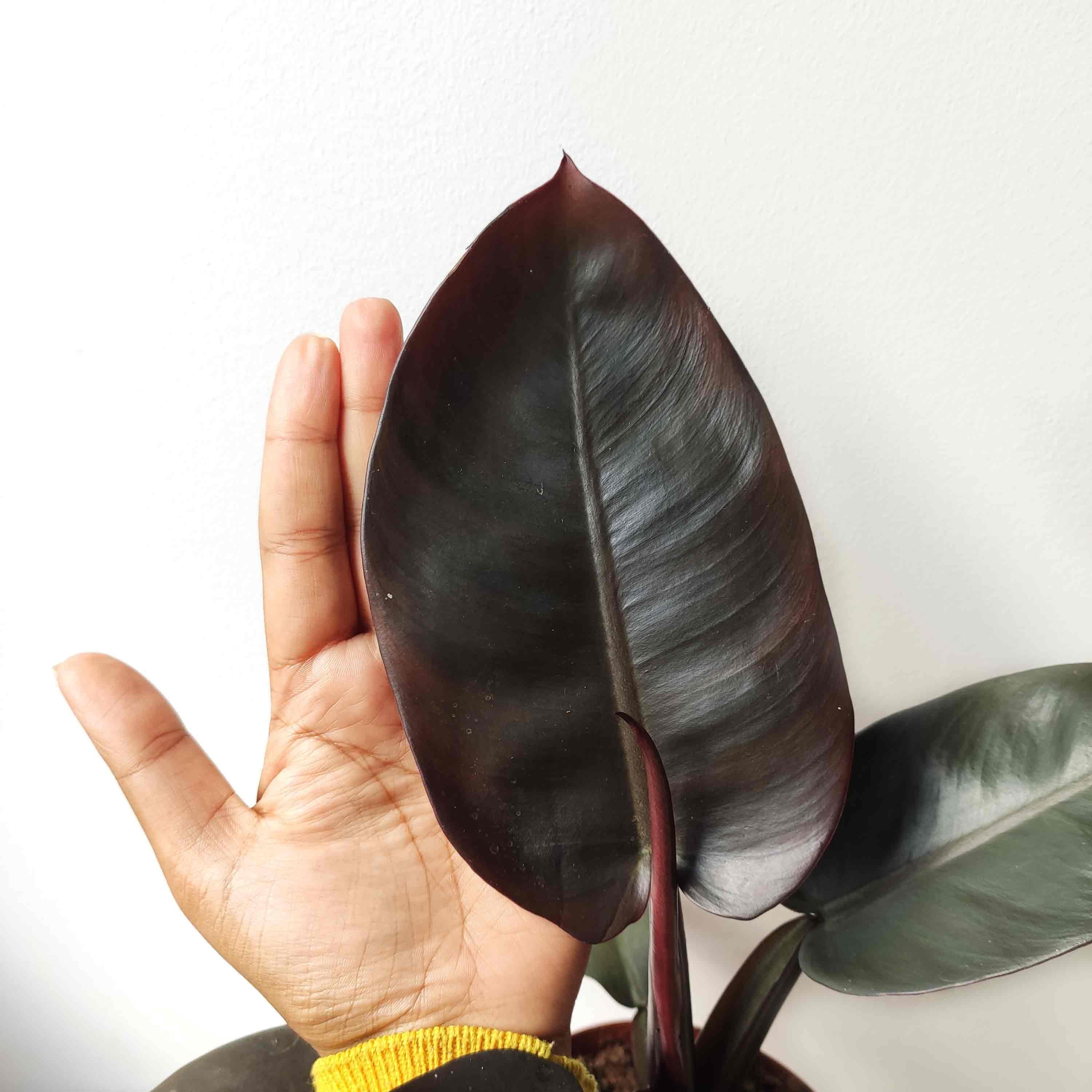 Rare Large Philodendron Black Cardinal 6 Pot Rare Etsy Singapore