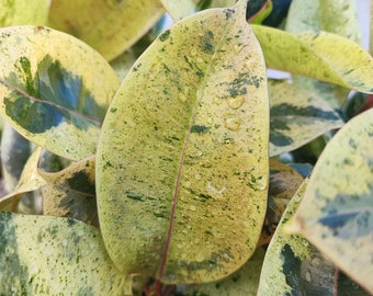 FICUS SHIVEREANA MOONSHINE avec les feuilles roses - Plante d'intérieur rare et extrême belle - Bébé plante de shivereana Ficus Variegata